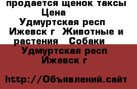 продается щенок таксы. › Цена ­ 3 500 - Удмуртская респ., Ижевск г. Животные и растения » Собаки   . Удмуртская респ.,Ижевск г.